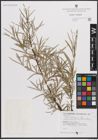 Foto von Salix eleagnos subsp. angustifolia (Cariot) Rech. f.